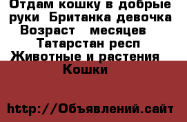 Отдам кошку в добрые руки. Британка,девочка.Возраст 5 месяцев. - Татарстан респ. Животные и растения » Кошки   